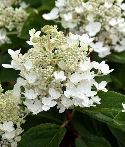 Hortenzija šluotelinė 'Baby Lace'