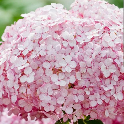 Hortenzija šviesioji 'Candybelle Bubblegum'