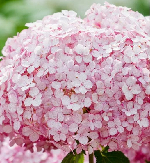 Hortenzija šviesioji 'Candybelle Bubblegum'