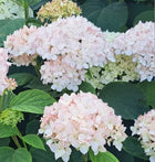 Hortenzija šviesioji 'Candybelle Marshmallow'