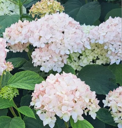 Hortenzija šviesioji 'Candybelle Marshmallow'