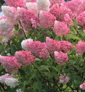 Hortenzija šluotelinė 'Fraise Melba'