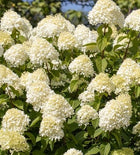 Hortenzija šluotelinė 'Little Spooky'