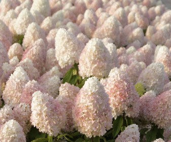 Hortenzija šluotelinė 'Magical sweet summer'