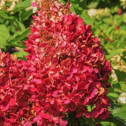 Hortenzija šluotelinė 'Wim's Red'