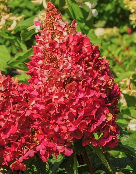 Hortenzija šluotelinė 'Wim's Red'