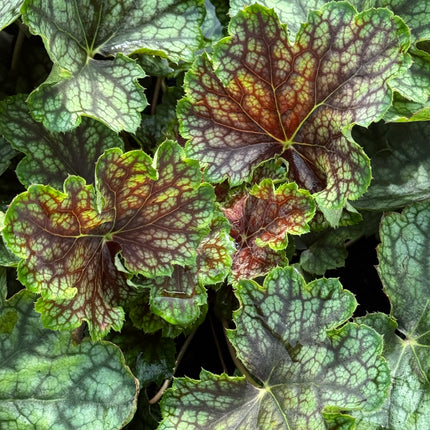 Alūnė 'Beauty Colour'