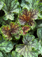 Alūnė 'Beauty Colour'