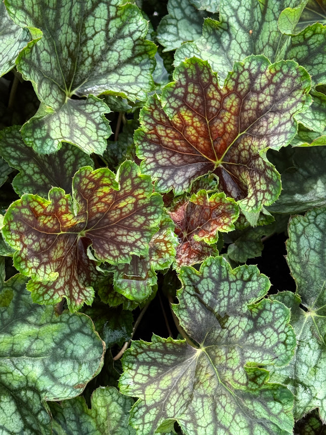 Alūnė 'Beauty Colour'