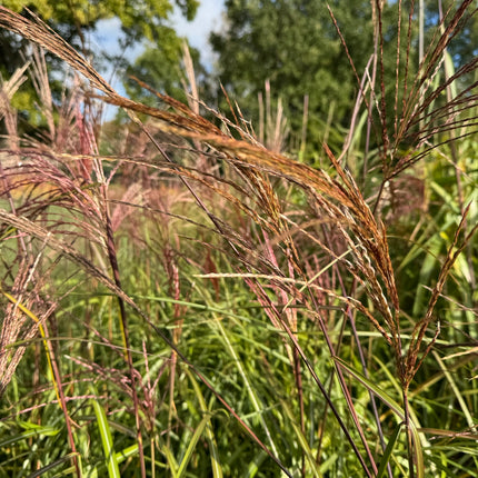 Miskantas kininis 'Syriusz'