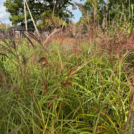 Miskantas kininis 'Syriusz'