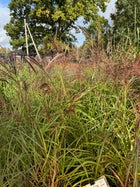 Miskantas kininis 'Syriusz'