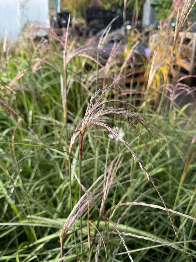 Miskantas kininis 'Heron'