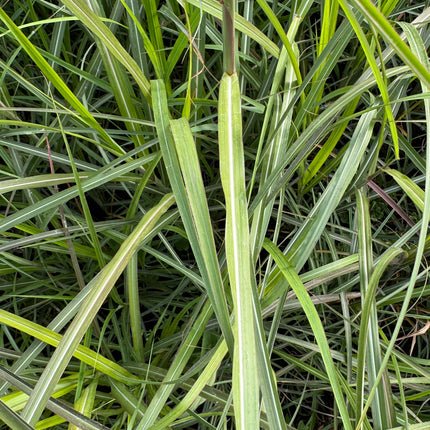 Miskantas kininis 'Oktoberfest'