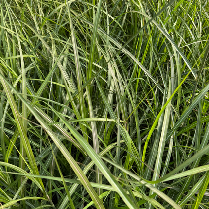 Miskantas kininis 'Oktoberfest'