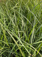 Miskantas kininis 'Oktoberfest'