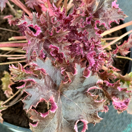Alūnė 'Purple Petticoats'