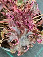 Alūnė 'Purple Petticoats'