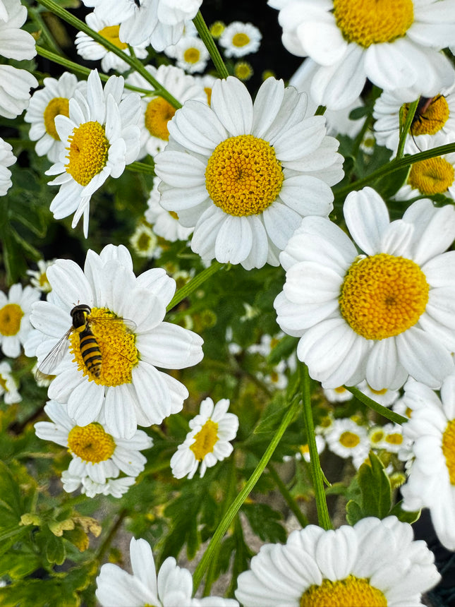 Skaistenis vaistinis