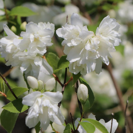 Jazminas 'Minesota Snowflake'