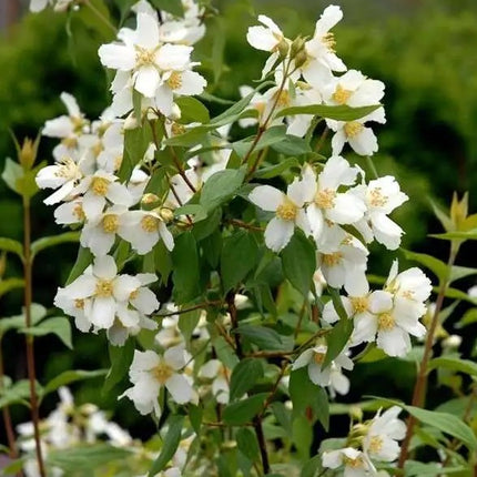 Jazminas 'Mont Blanc'
