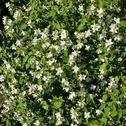 Jazminas 'Mont Blanc'