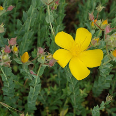 Collection image for: Jonažolės