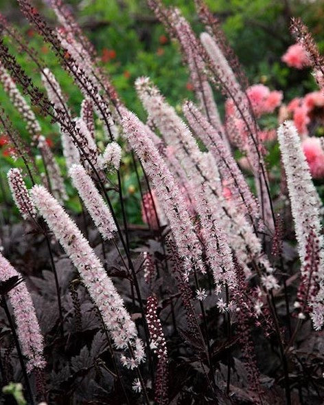 Juodžolė paprastoji 'Pink Spike'