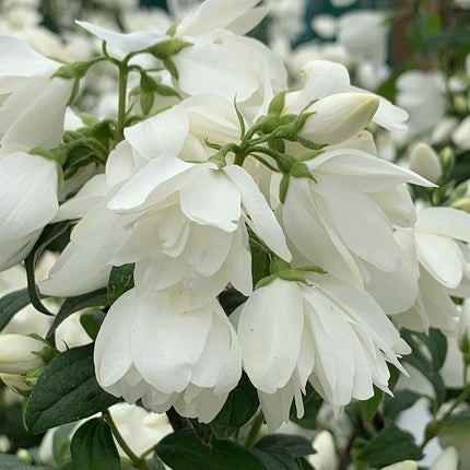 Jazminas 'Snowbelle'