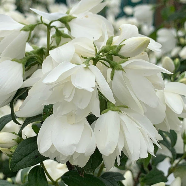 Jazminas 'Snowbelle'