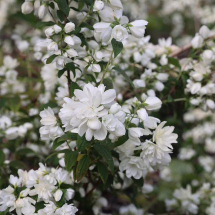 Jazminas 'Snowbelle'