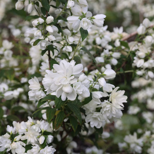 Jazminas 'Snowbelle'