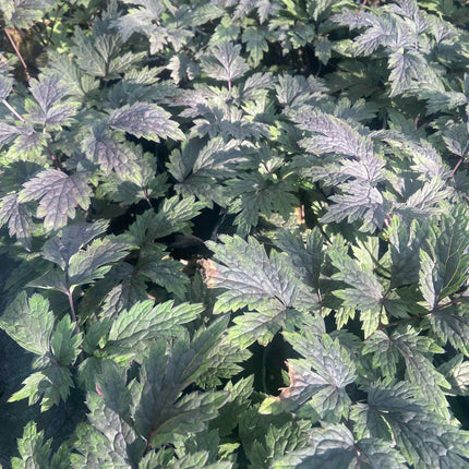 Juodžolė paprastoji 'Carbonella'