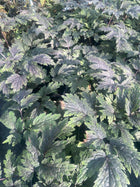 Juodžolė paprastoji 'Carbonella'