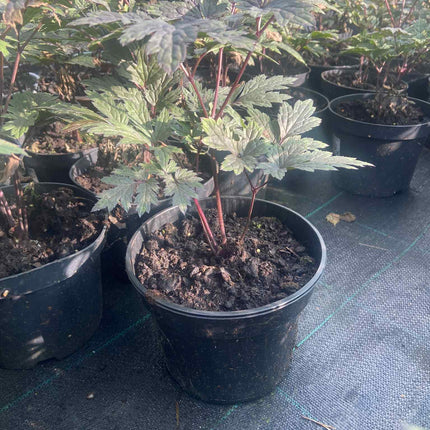 Juodžolė paprastoji 'Carbonella'