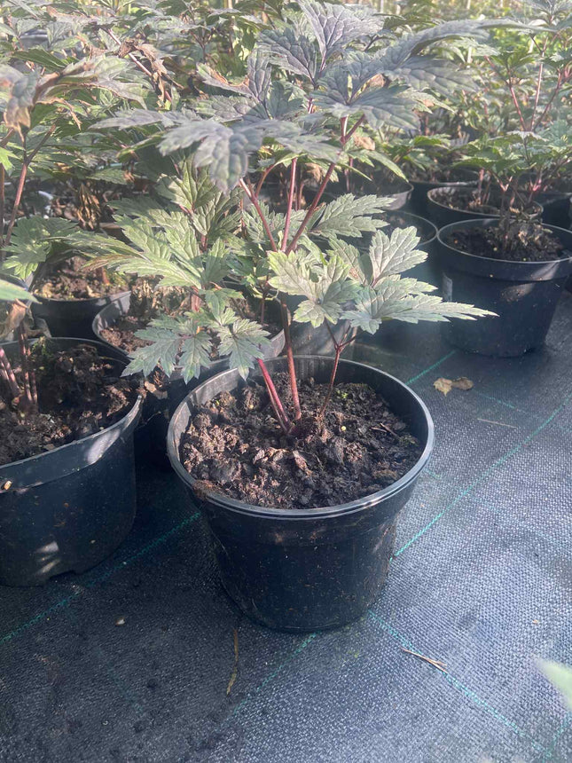 Juodžolė paprastoji 'Carbonella'
