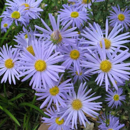 Kalimeris 'Blue Star'