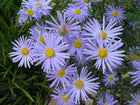 Kalimeris 'Blue Star'