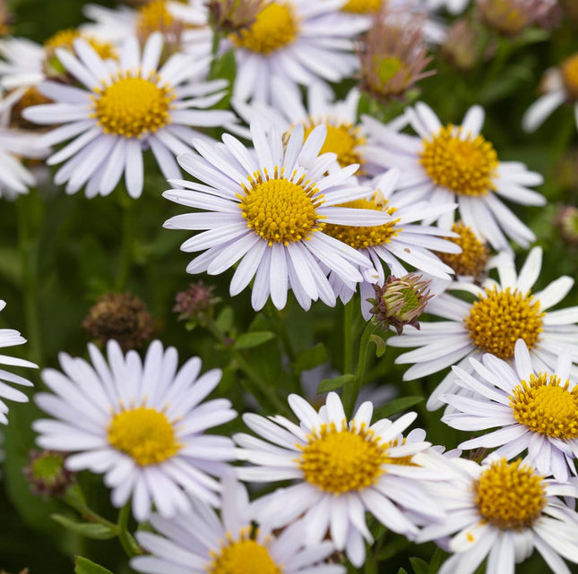 Kalimeris 'Madiva'