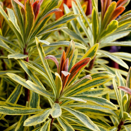 Karpažolė 'Ascot Rainbow'