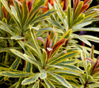 Karpažolė 'Ascot Rainbow'