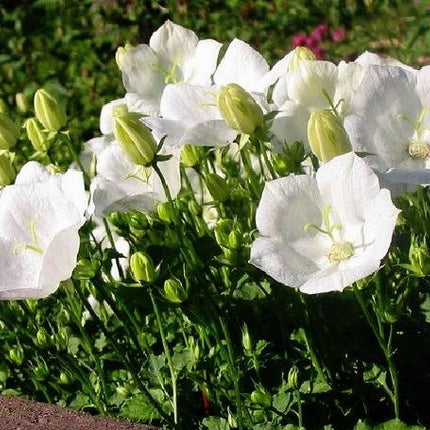 Katilėlis karpatinis 'Avida White'