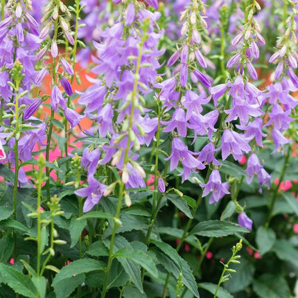 Katilėlis 'Gaudi Violet'