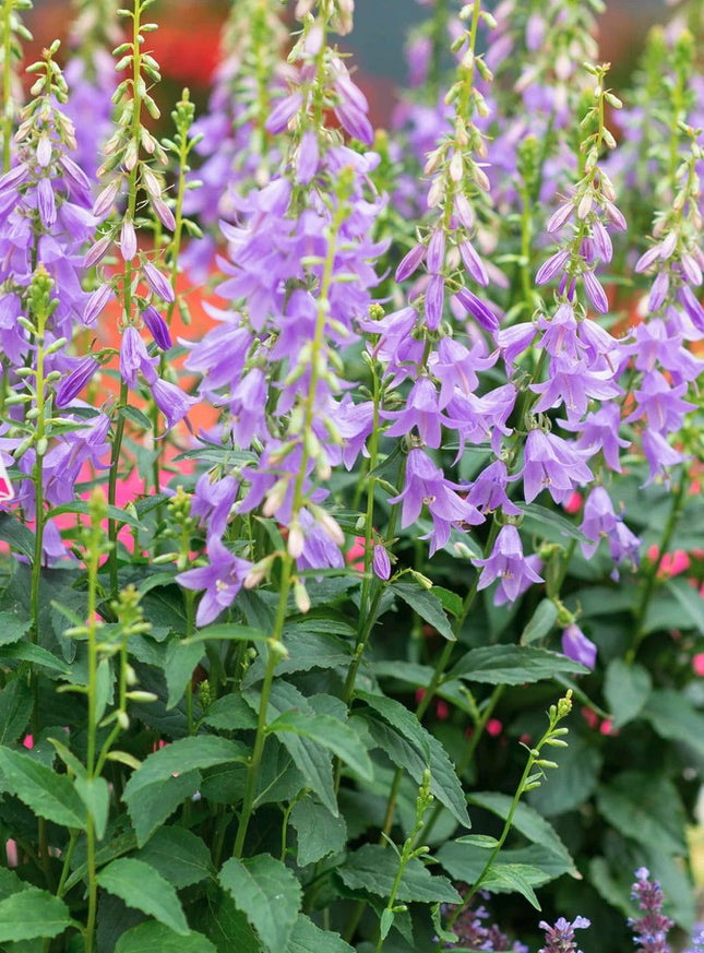 Katilėlis 'Gaudi Violet'