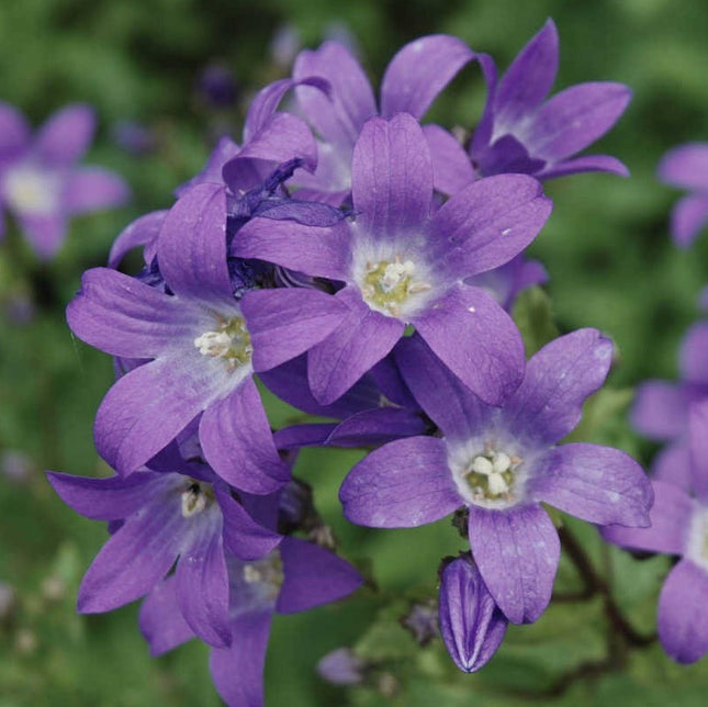 Katilėlis plačialapis 'Prichard's Variety'