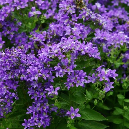 Katilėlis plačialapis 'Prichard's Variety'