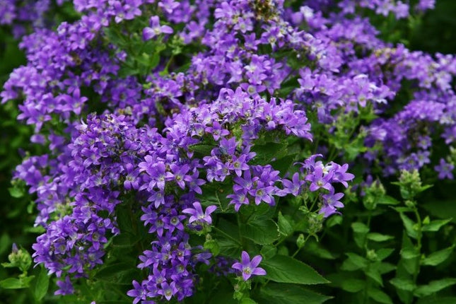 Katilėlis plačialapis 'Prichard's Variety'