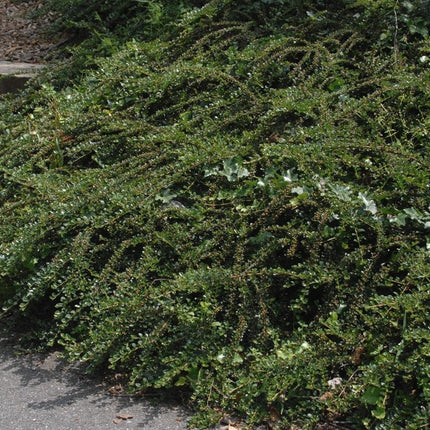 Kaulenis gulsčiasis