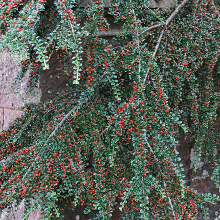 Kaulenis gulsčiasis