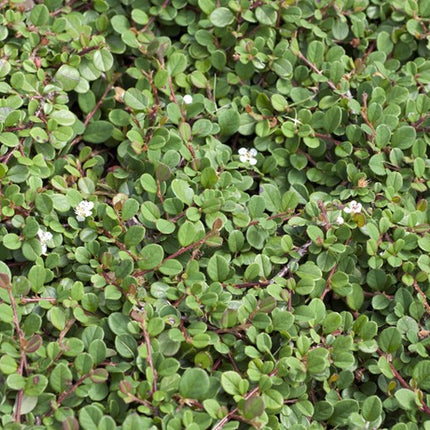 Kaulenis damerio 'Major'